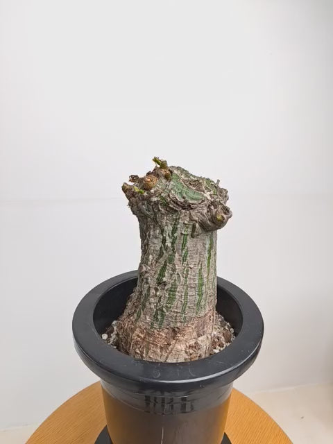 ボンバックス ボンバックスの現品商品 | 観葉植物通販AONOKI（あおのき）