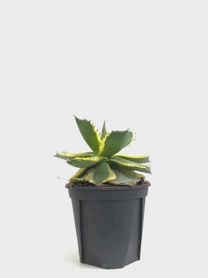 現品商品@1 アガベ”兜蟹錦” 4号（高さ：20cm、幅：15cm）