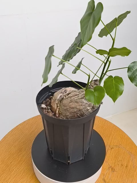 ボンバックスの現品商品 | 観葉植物通販AONOKI（あおのき）