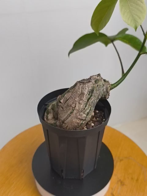 ボンバックス ボンバックスの現品商品 | 観葉植物通販AONOKI（あおのき）