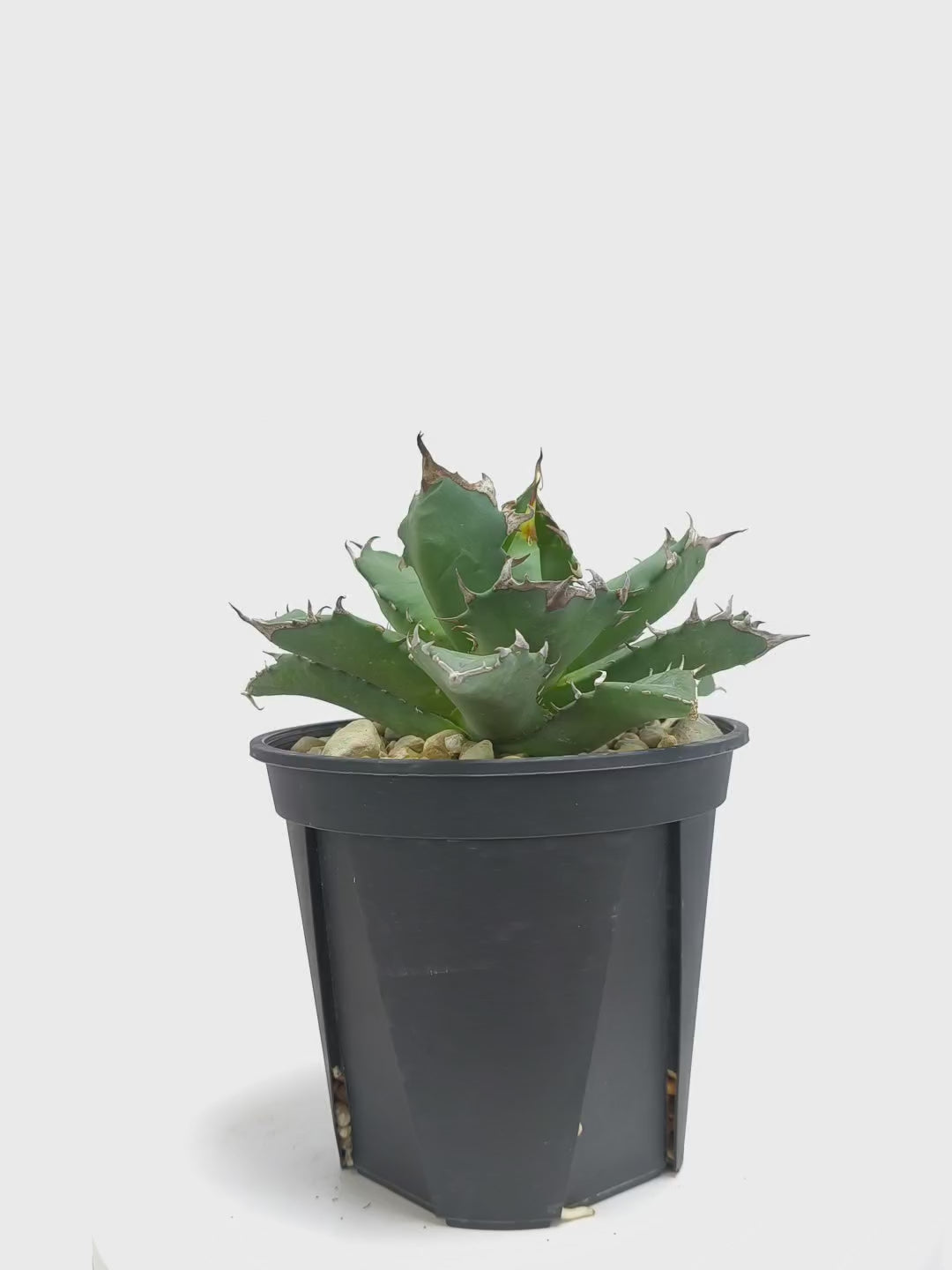 緑犀牛 巌竜 アガベ チタノタ オテロイ アガベ・チタノタ”姫巌竜