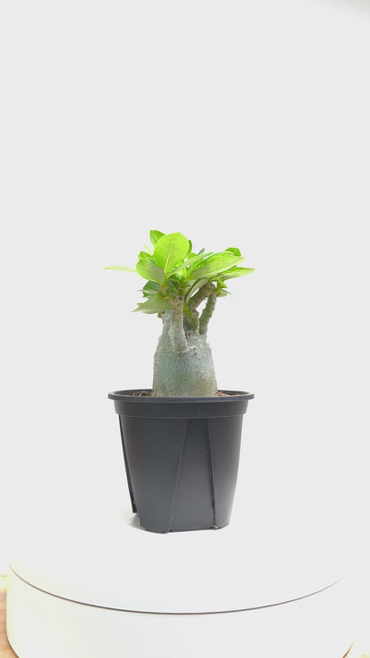 現品商品@5 アデニウム・アラビカム 3号（幹高：7cm、幹幅：4cm）【同梱可能】