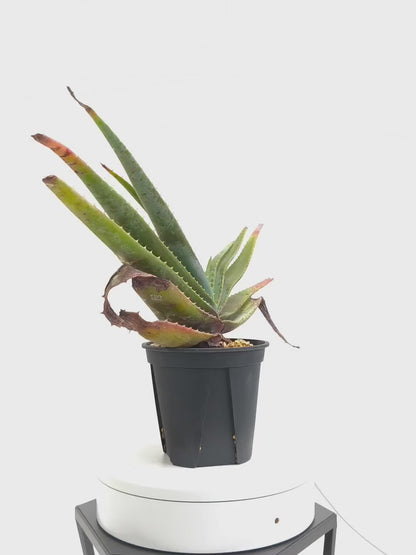 現品商品@2 アロエ・スプラフォリアータ 4号（高さ：28cm、幅：51cm）