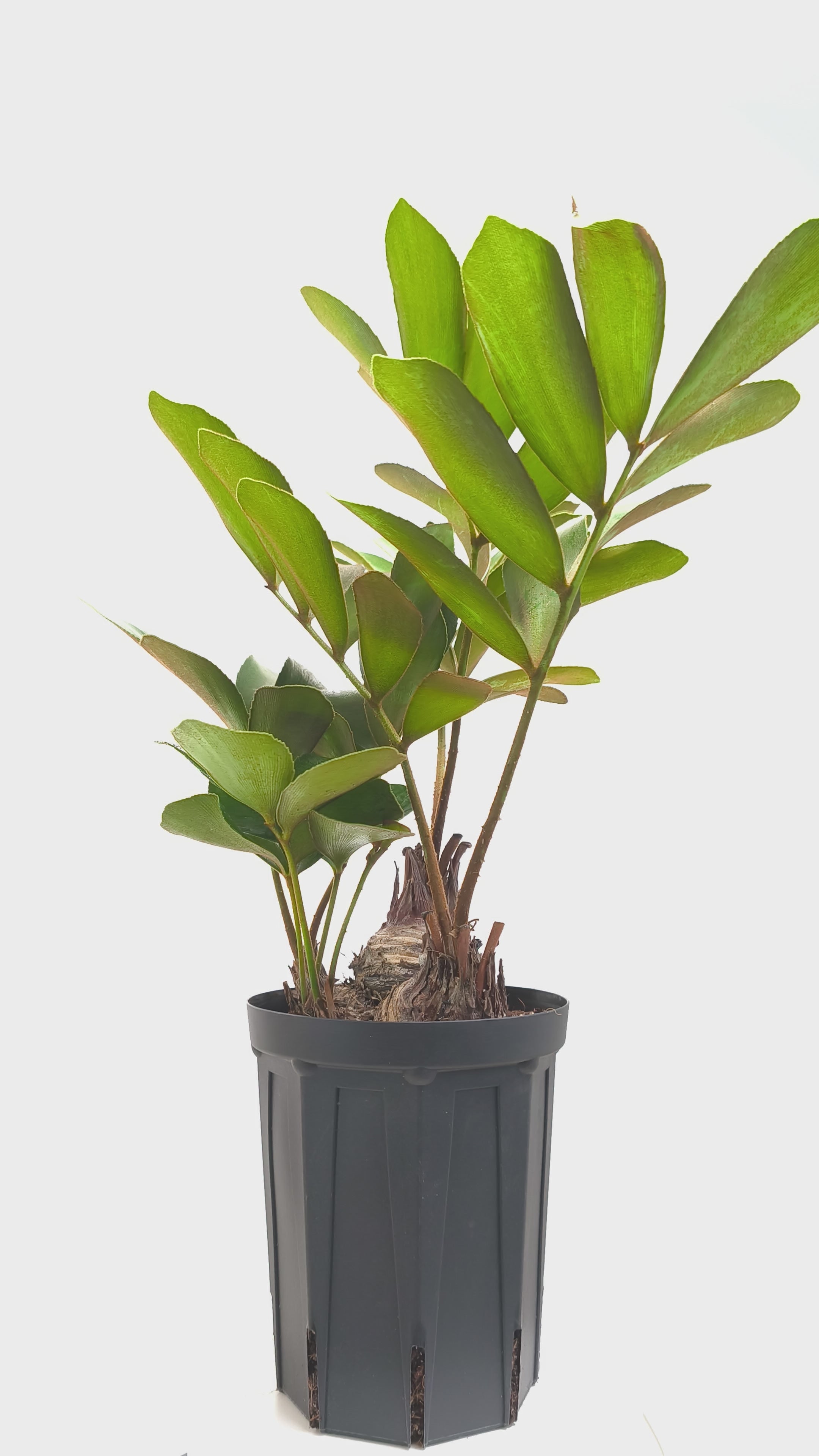 c*n様 ザミアフルフラセア（メキシコソテツ）厳選品　8寸 ザミア フルフラセア | GREEN LUCK