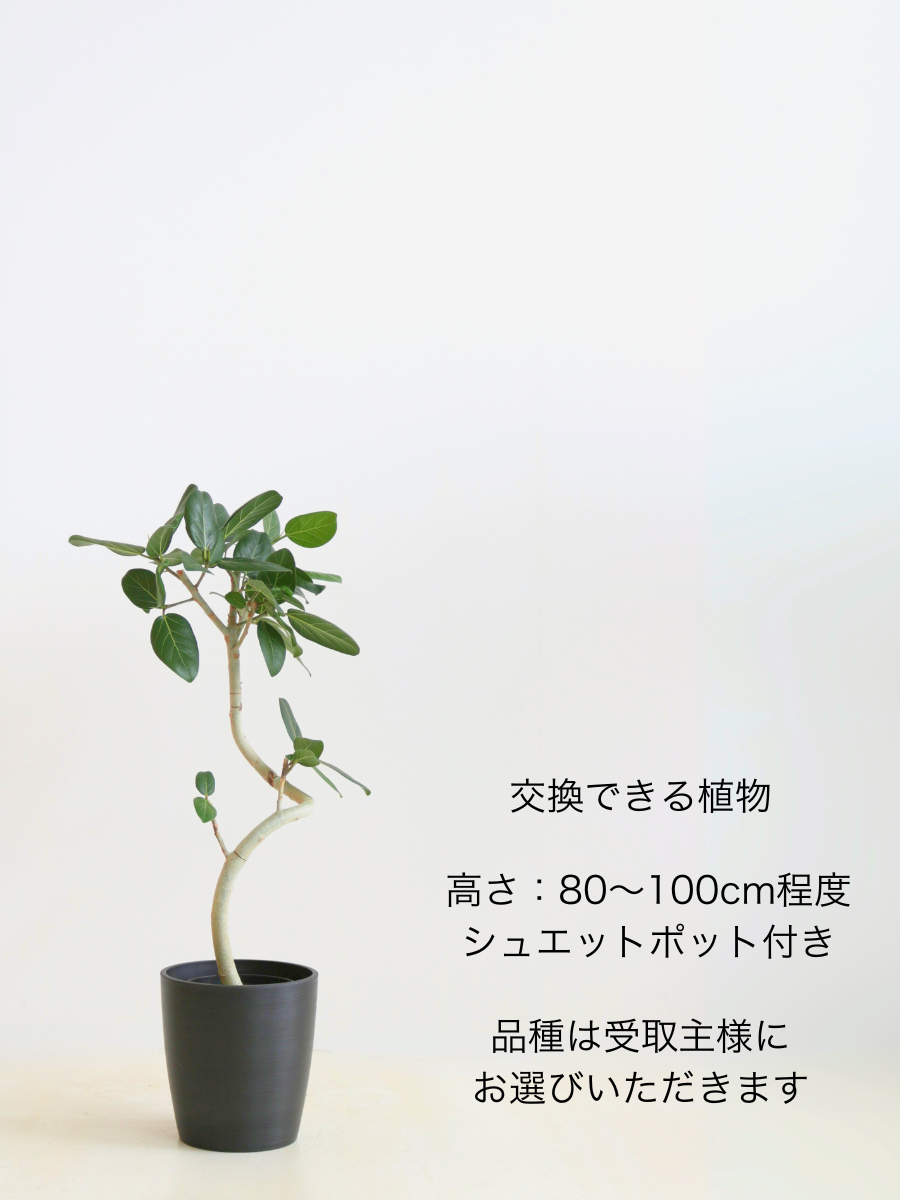 胡蝶蘭 大輪 白 5本立ち 40輪〜45輪前後【お花Plus】