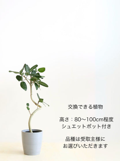 胡蝶蘭 大輪 白 5本立ち 40輪〜45輪前後【お花Plus】