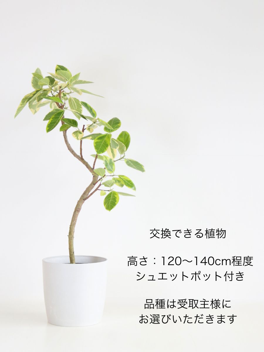 胡蝶蘭 大輪 白 6本立ち 60輪〜66輪前後【お花Plus】 – AONOKI