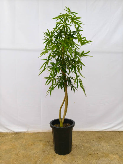 現品商品＠1 アングスティフォリア 10号（高さ：170cm、幅：80cm）