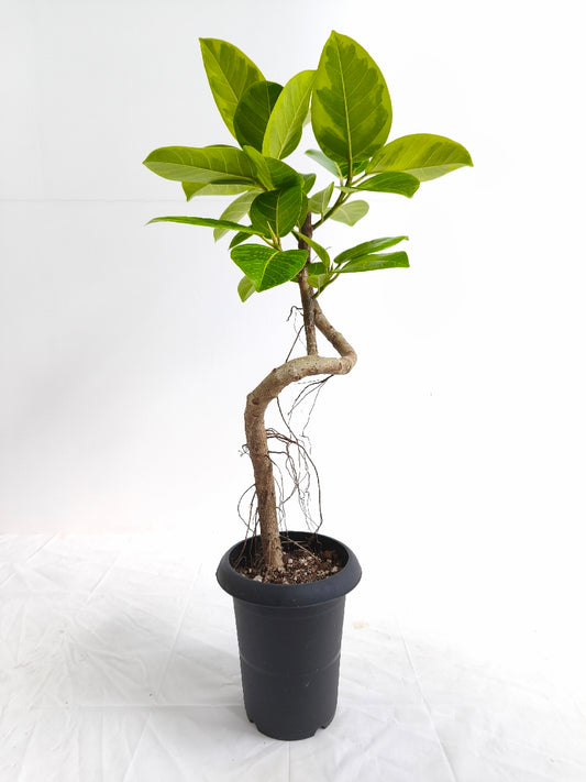 現品商品@2 アルテシマ 6号（高さ：85cm、幅：42cm）