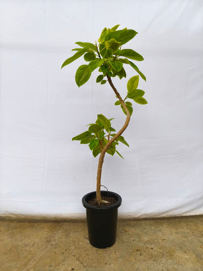 現品商品＠11 アルテシマ 8号（高さ：130cm、幅：60cm）