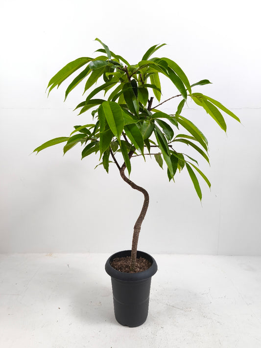 現品商品＠1 アムステルダム 6号（高さ：96cm、幅：65cm）