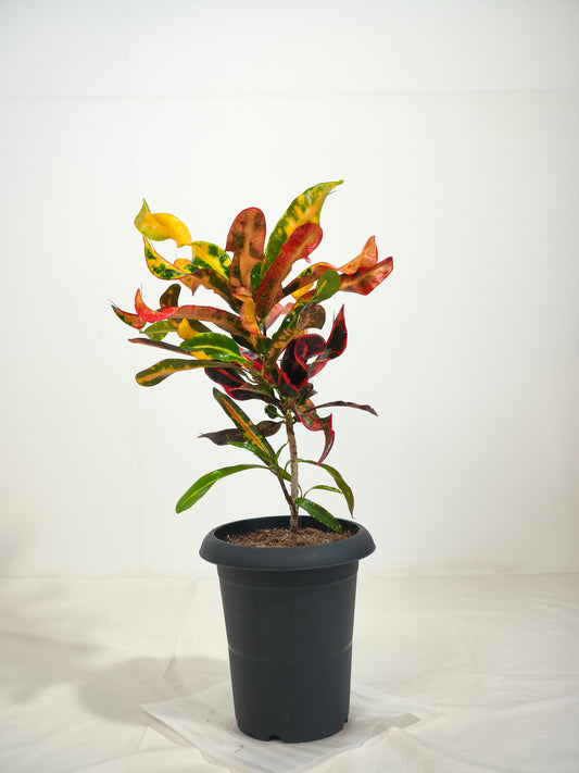 現品商品＠1 クロトン 6号（高さ：57cm、幅：30cm）
