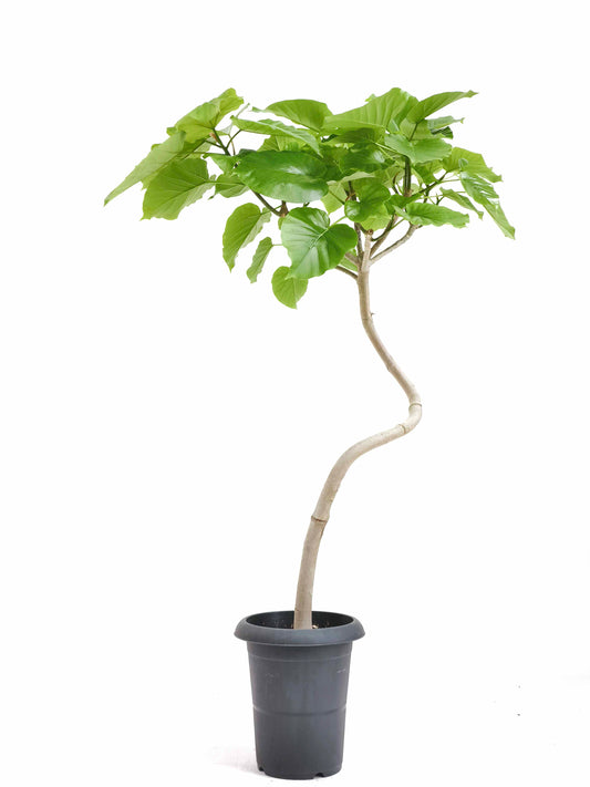 現品商品＠6 ウンベラータ 6号（高さ：97cm、幅：60cm）