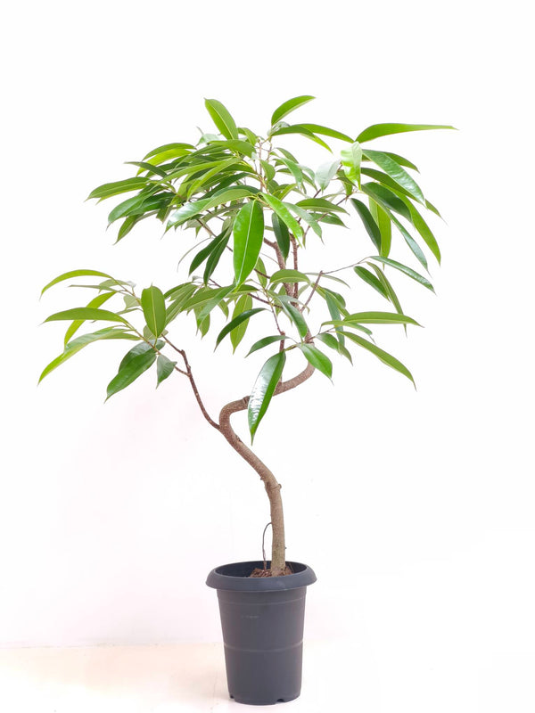 現品商品＠3 アムステルダム 6号（高さ：100cm、幅：72cm）