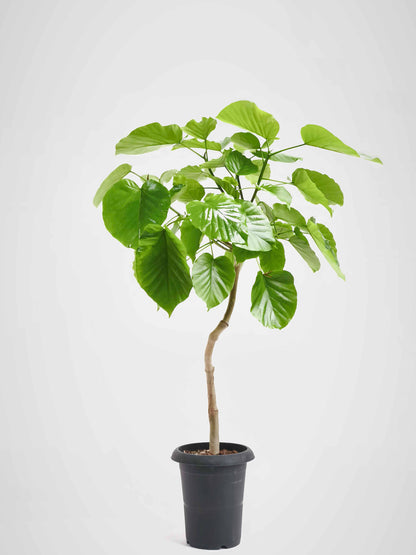 現品商品＠5 ウンベラータ 6号（高さ：93cm、幅：63cm）