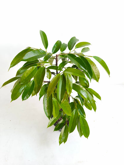 現品商品＠2 アムステルダム 6号（高さ：80cm、幅：55cm）