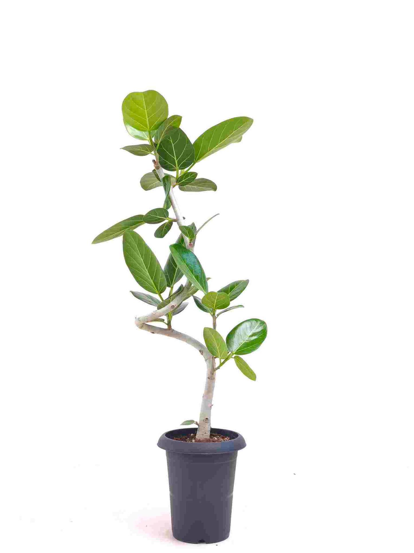 現品商品@11 ベンガレンシス 6号（高さ：93cm、幅：34cm）