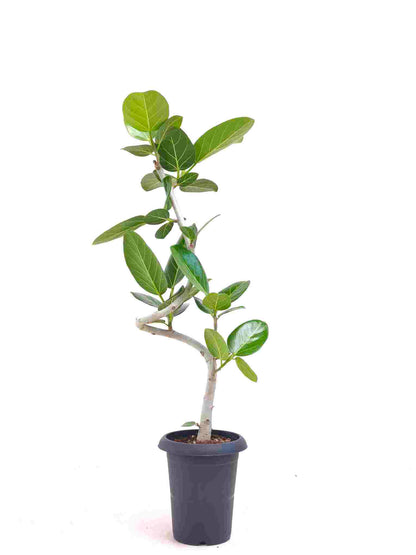 現品商品@11 ベンガレンシス 6号（高さ：93cm、幅：34cm）
