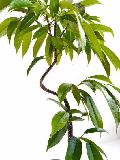 現品商品＠2 アムステルダム 6号（高さ：80cm、幅：55cm）