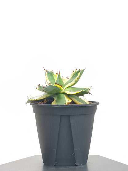 現品商品@2 アガベ”兜蟹錦” 4号（高さ：17cm、幅：12cm）
