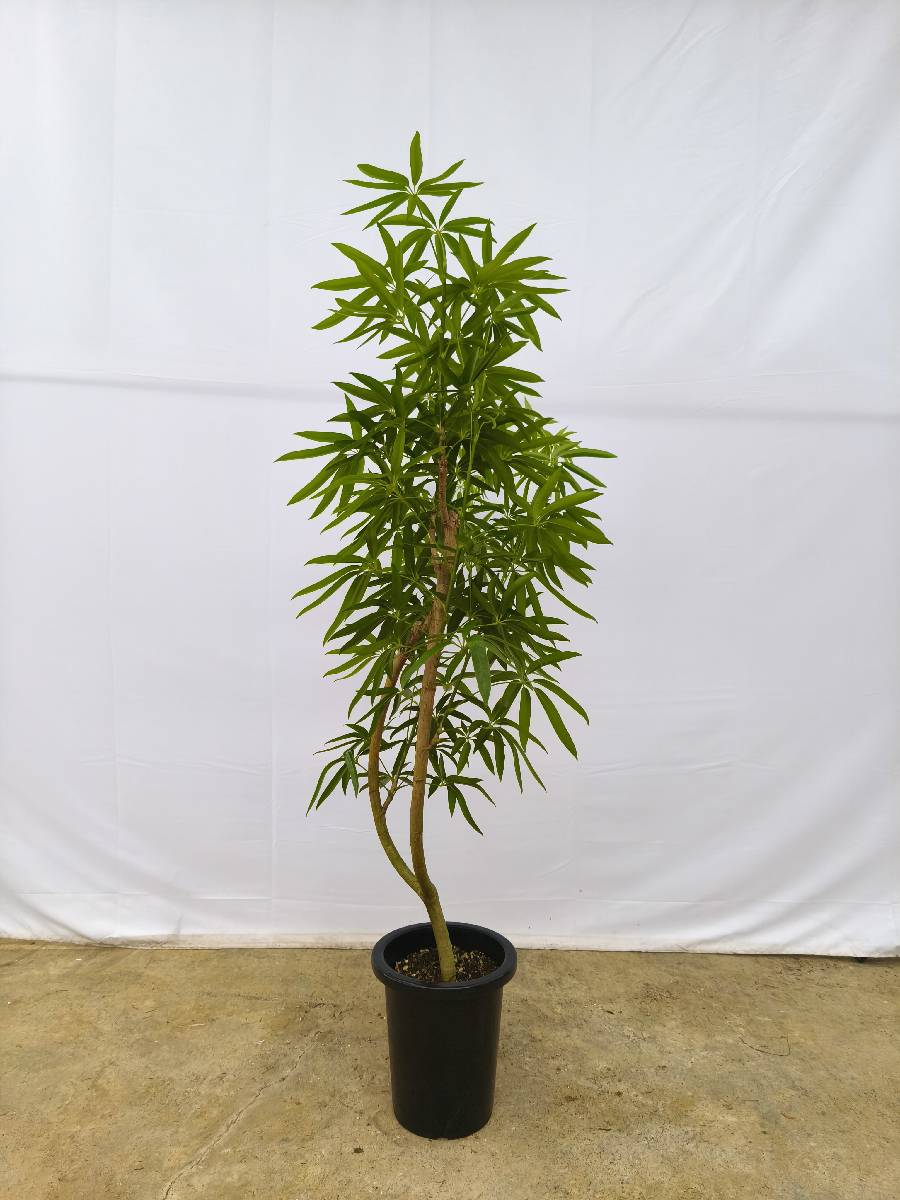 現品商品＠4 アングスティフォリア 8号（高さ：148cm、幅：90cm）