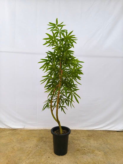 現品商品＠4 アングスティフォリア 8号（高さ：148cm、幅：90cm）