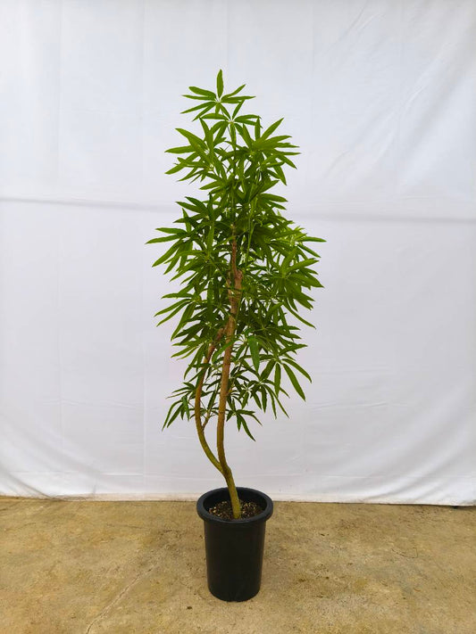現品商品＠4 アングスティフォリア 8号（高さ：148cm、幅：90cm）