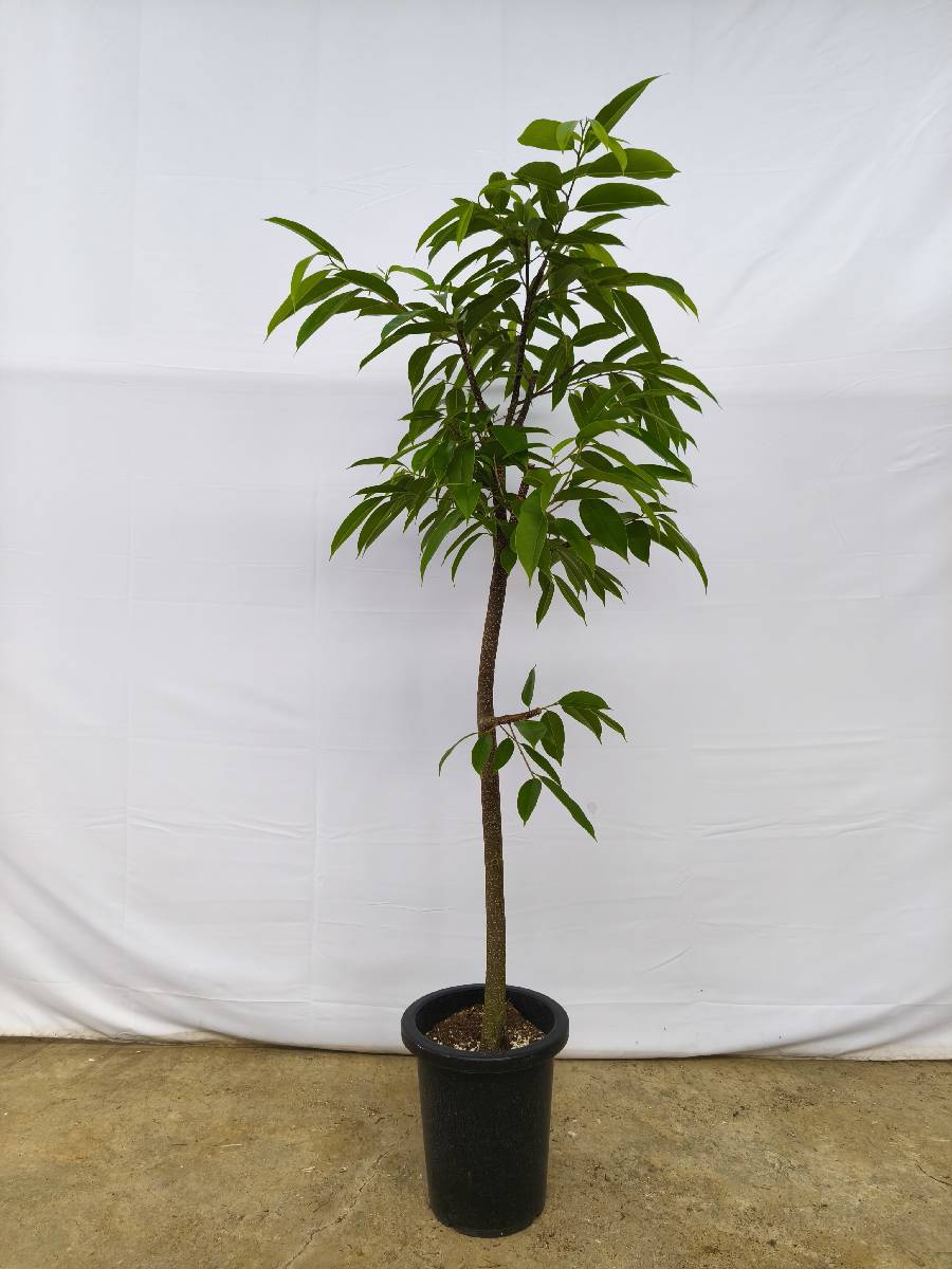 現品商品＠9 アムステルダム 8号（高さ：155cm、幅：90cm）