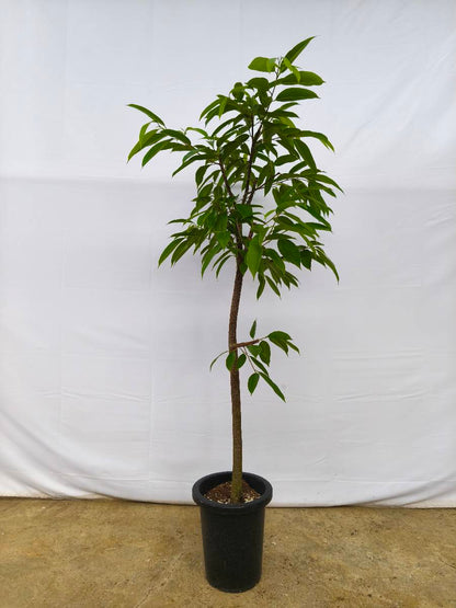 現品商品＠9 アムステルダム 8号（高さ：155cm、幅：90cm）