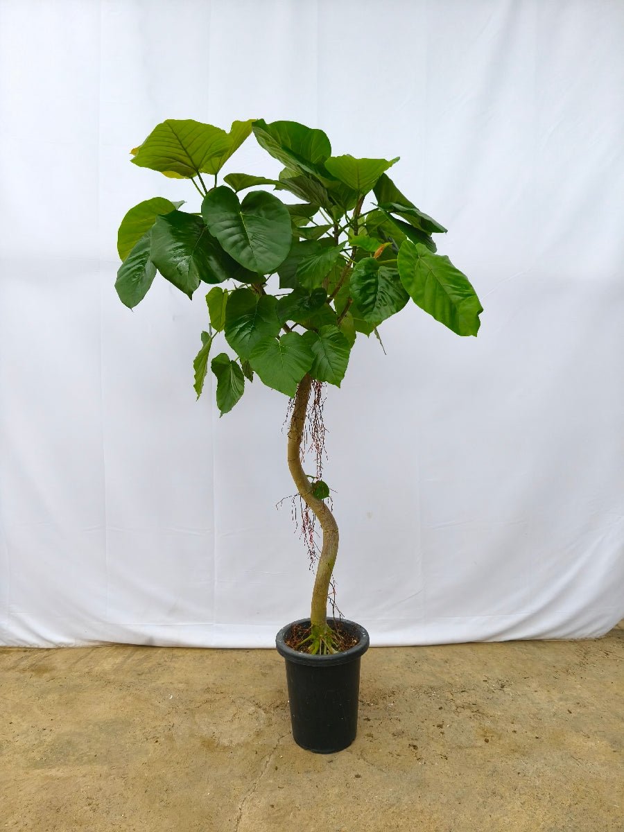 現品商品＠11 ウンベラータ 8号（高さ：160cm、幅：90cm）