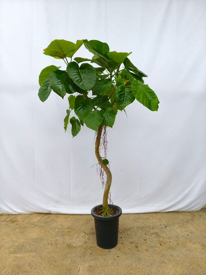 現品商品＠11 ウンベラータ 8号（高さ：160cm、幅：90cm）