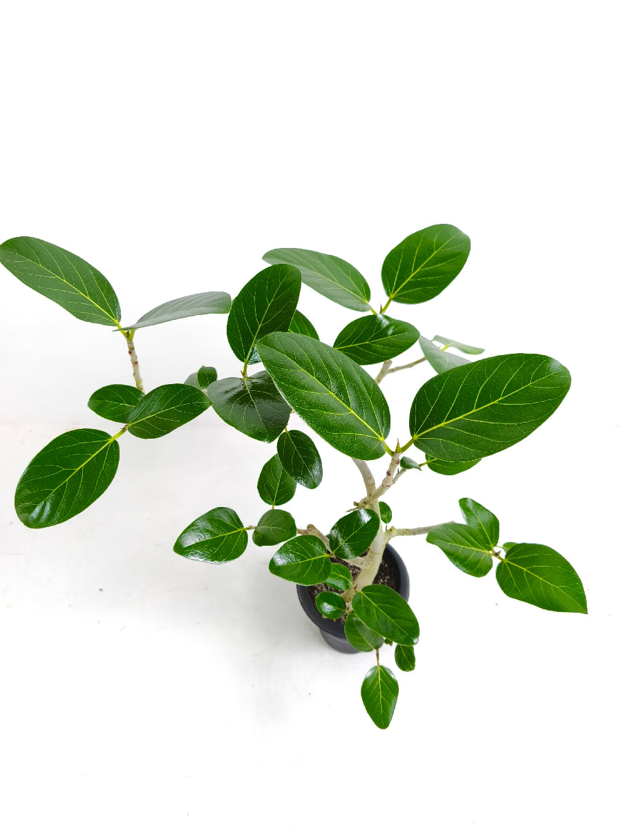 【Unique Form】ベンガレンシス 6号（高さ：79cm、幅：60cm）#14