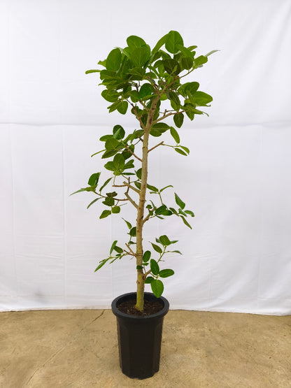 現品商品@13 ベンガレンシス 10号（高さ：180cm、幅：60cm）