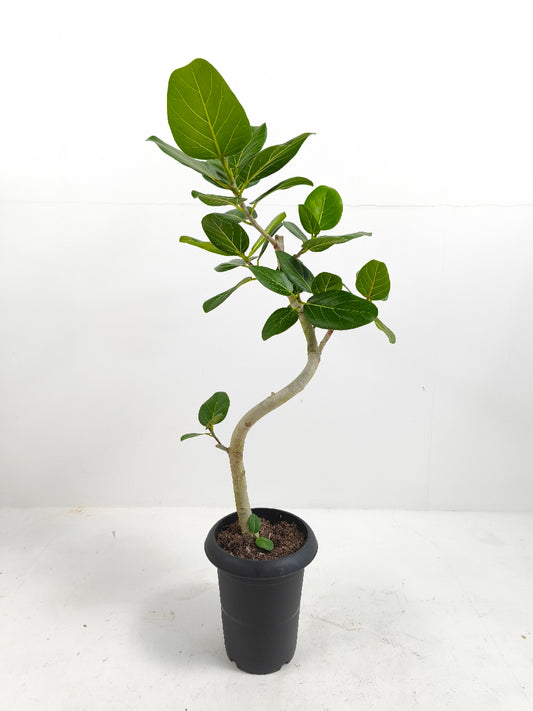 現品商品@3 ベンガレンシス 6号（高さ：85cm、幅：42cm）
