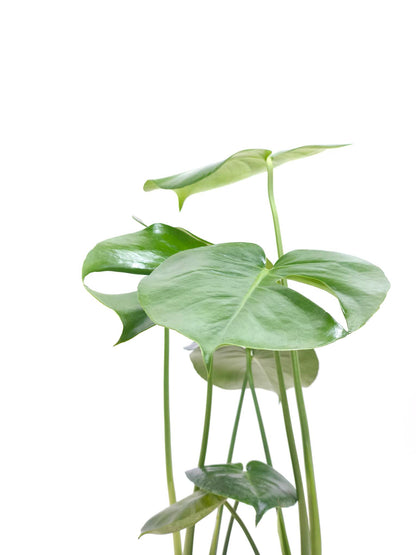 現品商品＠2 モンステラ・デリシオーサ 6号（高さ：61cm、幅：50cm）