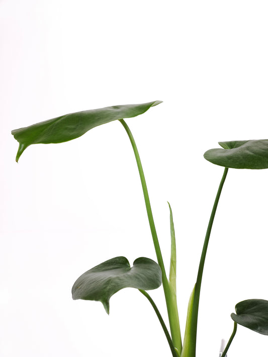 初心者向け 観葉植物2点セット #3