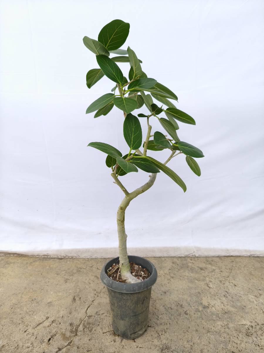 現品商品@2 ベンガレンシス 6号（高さ：94cm、幅：58cm）