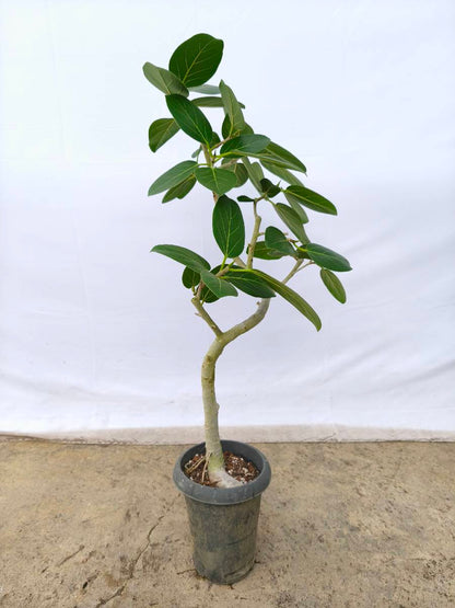 現品商品@2 ベンガレンシス 6号（高さ：94cm、幅：58cm）
