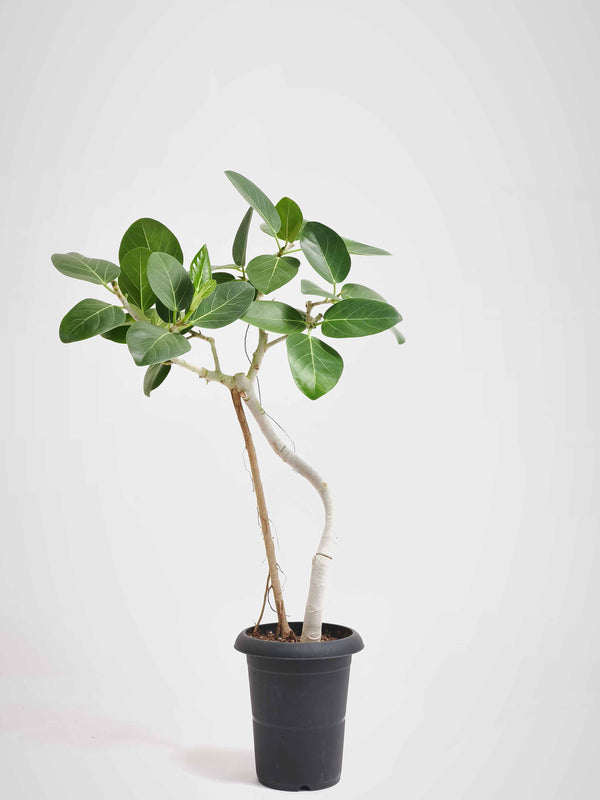 現品商品@5 ベンガレンシス 6号（高さ：88cm、幅：54cm）