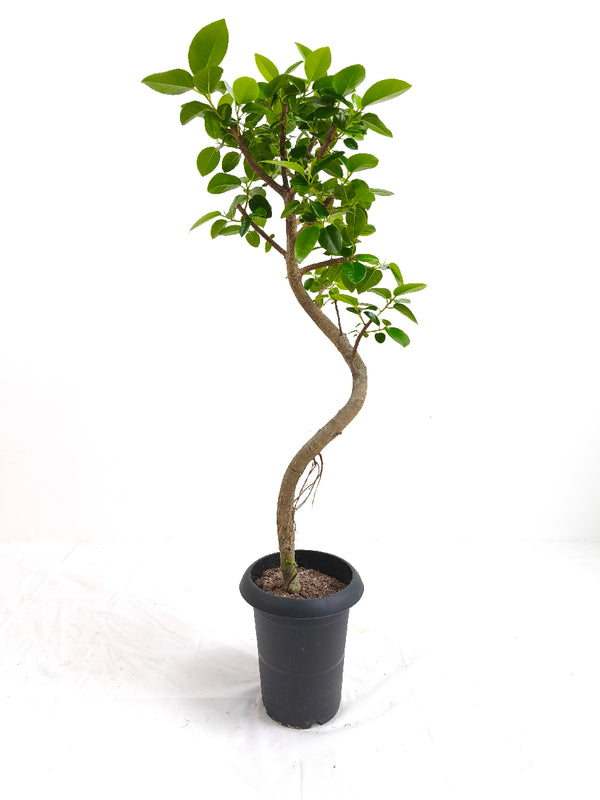 現品商品＠6 フランスゴム 6号（高さ：94cm、幅：33cm）