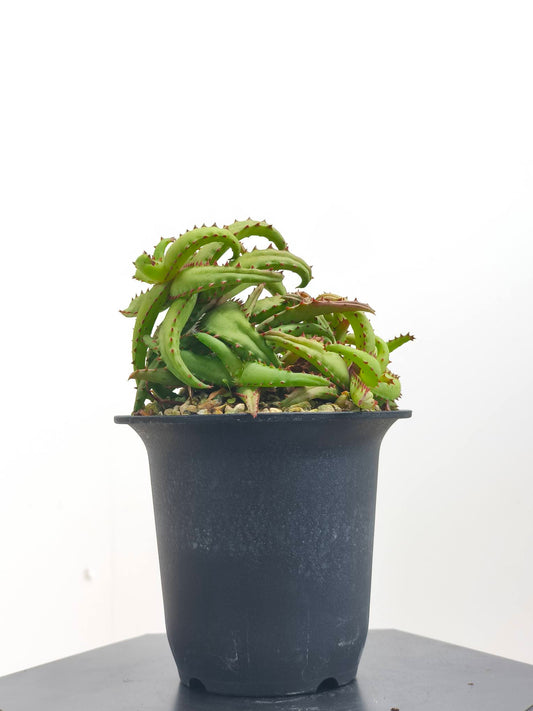 現品商品@1 アロエ・カスティロニアエ 4号（高さ：19cm、幅：15cm）