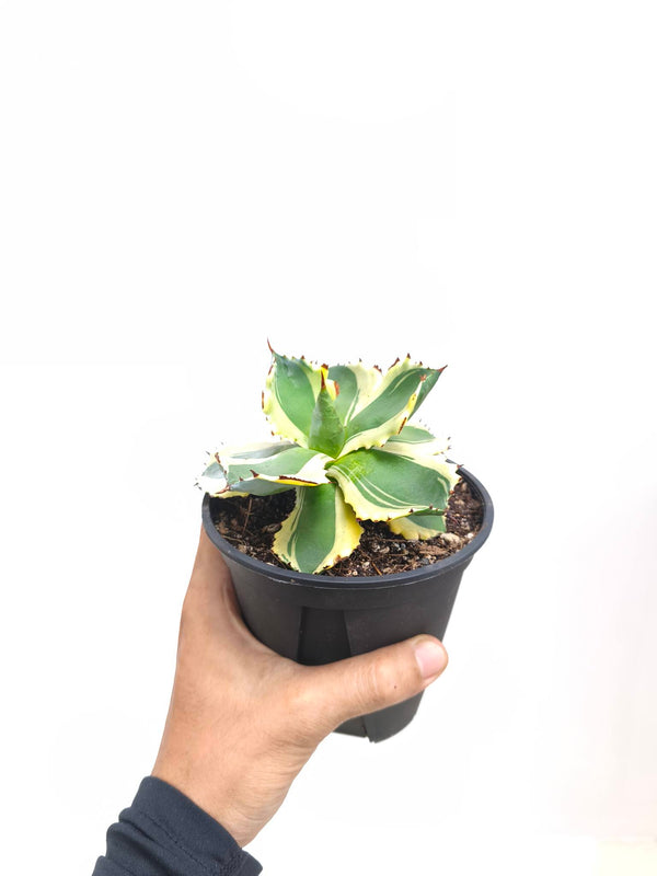 現品商品@2 アガベ”兜蟹錦” 4号（高さ：17cm、幅：12cm）