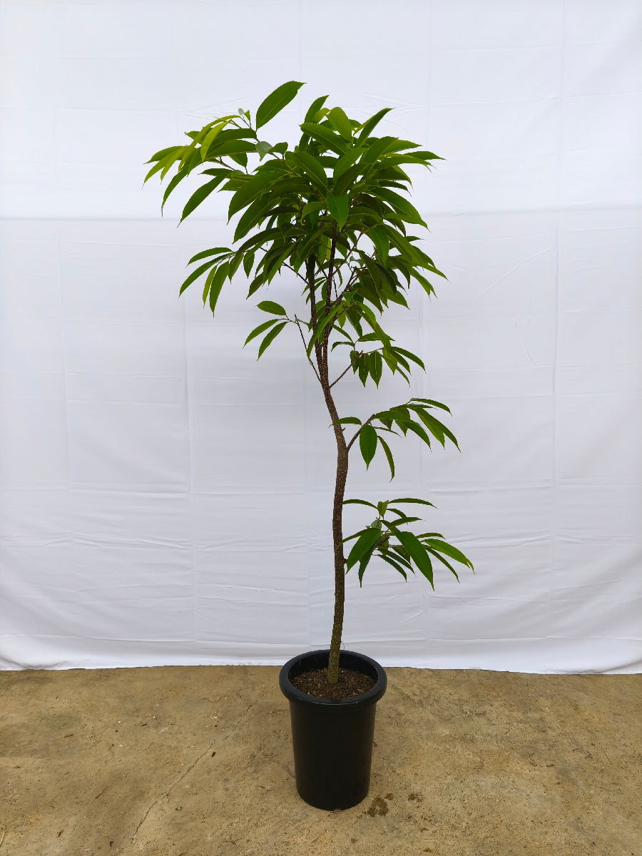現品商品＠11 アムステルダム 8号（高さ：155cm、幅：74cm）