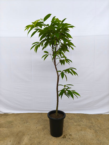 現品商品＠11 アムステルダム 8号（高さ：155cm、幅：74cm）