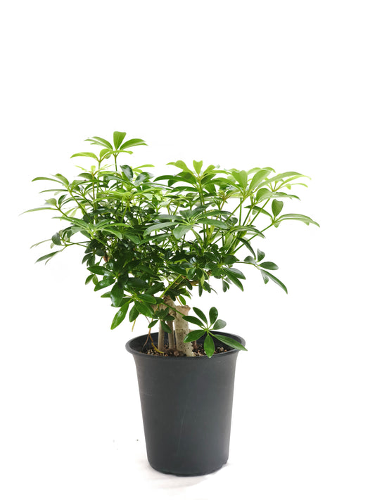 現品商品@1 カポック・コンパクタ4号（高さ：34cm、幅：32cm）【同梱可能商品-沖縄発送】
