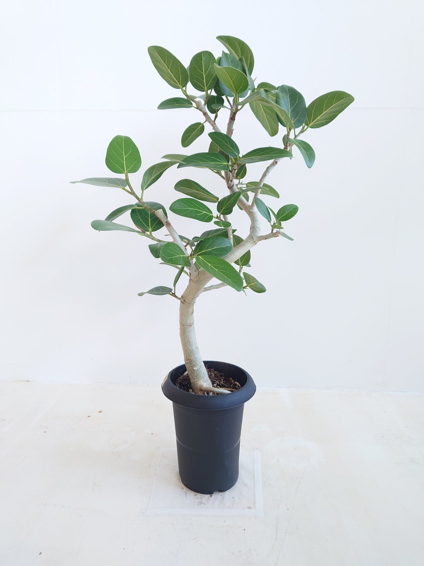 現品商品@3 ベンガレンシス 6号（高さ：86cm、幅：45cm）