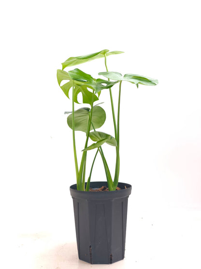 現品商品＠2 モンステラ・デリシオーサ 6号（高さ：61cm、幅：50cm）