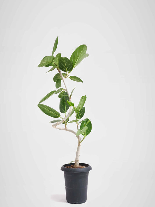 現品商品@11 ベンガレンシス 6号（高さ：98cm、幅：47cm）