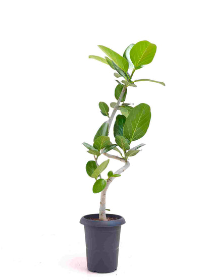 現品商品@11 ベンガレンシス 6号（高さ：93cm、幅：34cm）
