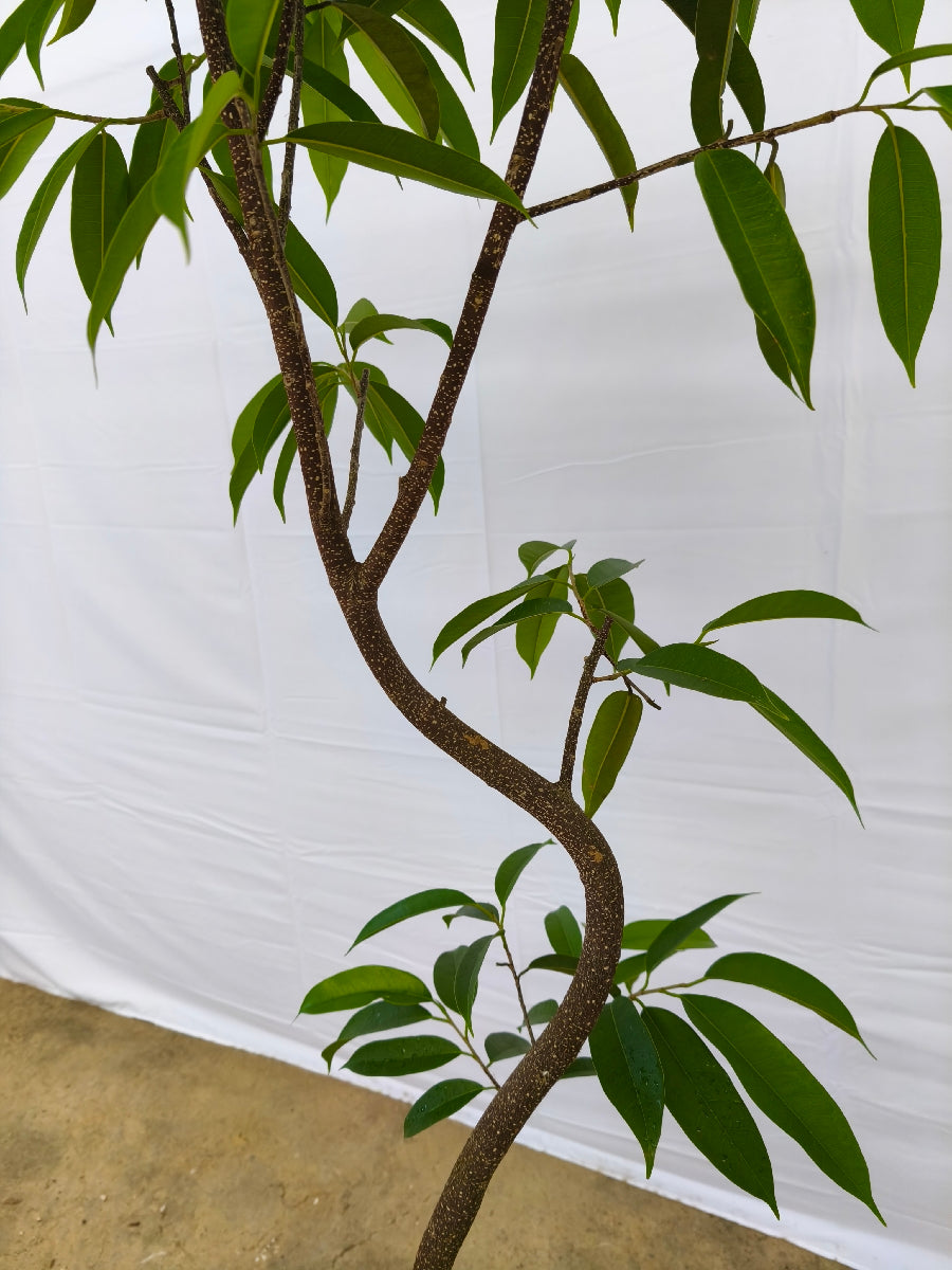 現品商品＠11 アムステルダム 8号（高さ：155cm、幅：74cm）